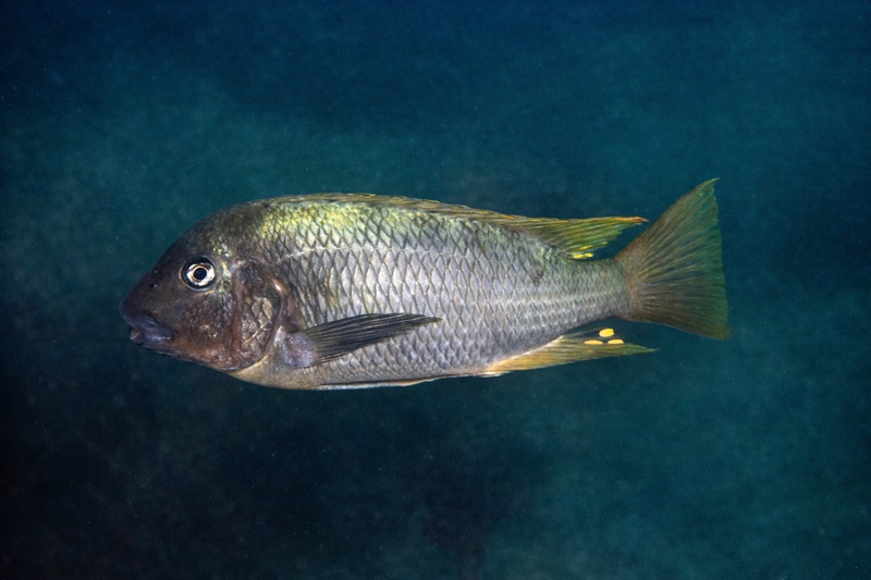 Petrochromis sp. 'texas isonga' Busisi Bay